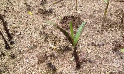 Application of Carbendazim in Dendrobium Care (Exploring the Promoting Effect of Carbendazim on Dendrobium Growth) 3