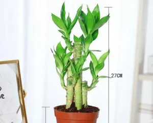 Lucky Bamboo Care Tips (Create a Lucky Bamboo with vibrant growth to make your home more fresh and natural) 1