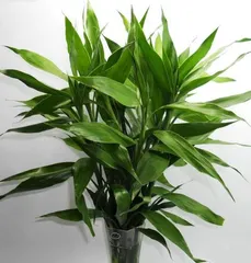 Lucky Bamboo Care Tips (Create a Lucky Bamboo with vibrant growth to make your home more fresh and natural) 2