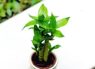 Lucky Bamboo Care Tips (Create a Lucky Bamboo with vibrant growth to make your home more fresh and natural) 3