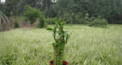 荷花竹养护全攻略（从养殖方法到养护要点，教你打造优美盆栽）1