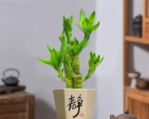 荷花竹养护全攻略（从养殖方法到养护要点，教你打造优美盆栽）2