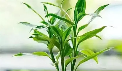 荷花竹养护全攻略（从养殖方法到养护要点，教你打造优美盆栽）3