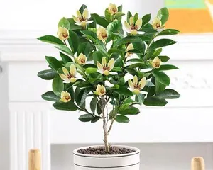 含笑养殖全攻略（含笑好养吗？如何养护？）1