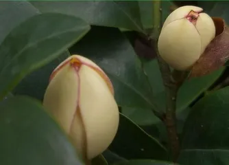 含笑养殖全攻略（含笑好养吗？如何养护？）2