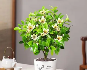 含笑养殖全攻略（含笑好养吗？如何养护？）3