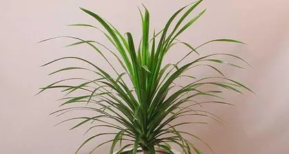 How to Successfully Cultivate the Hainan Dragon