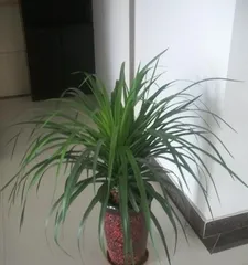 How to Successfully Cultivate the Hainan Dragon