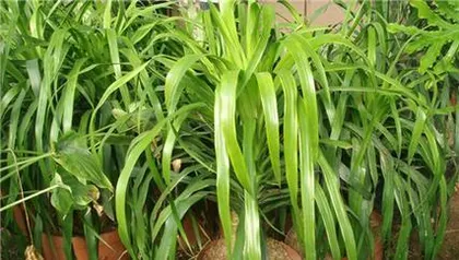 How to Successfully Cultivate the Hainan Dragon