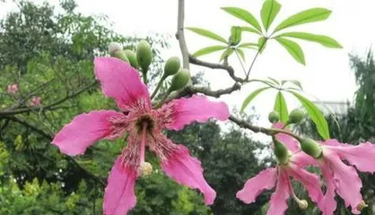 What are the flowering trees in Hainan? (Exploring the garden world of a tropical island) 1