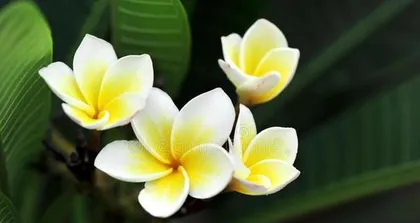 What are the flowering trees in Hainan? (Exploring the garden world of a tropical island) 3