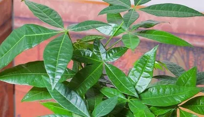 Care Tips for Polyscias Plants (to make them grow more vigorously and have higher ornamental value) 1