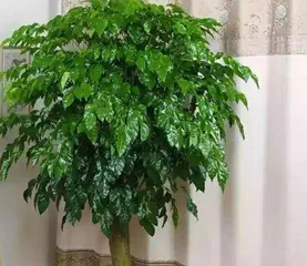 Care Tips for Polyscias Plants (to make them grow more vigorously and have higher ornamental value) 2