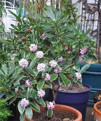 Care Tips for Polyscias Plants (to make them grow more vigorously and have higher ornamental value) 3