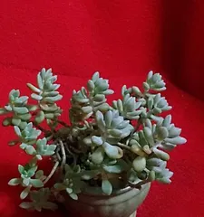 Secrets to Cultivating a Bursting Pot of Graptopetalum Paraguayense (Create an Exquisite Succulent Garden: Master These Key Tips for Twice the Results with Half the Effort) 1