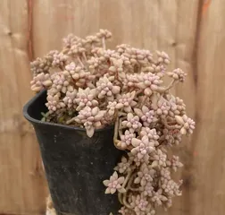 Secrets to Cultivating a Bursting Pot of Graptopetalum Paraguayense (Create an Exquisite Succulent Garden: Master These Key Tips for Twice the Results with Half the Effort) 2