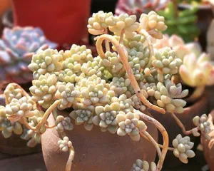 Secrets to Cultivating a Bursting Pot of Graptopetalum Paraguayense (Create an Exquisite Succulent Garden: Master These Key Tips for Twice the Results with Half the Effort) 3