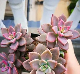 Creating Beautiful Succulent Pots - A Complete Guide to Caring for Echeveria 