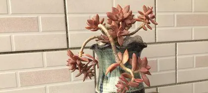Creating Beautiful Succulent Pots - A Complete Guide to Caring for Echeveria 