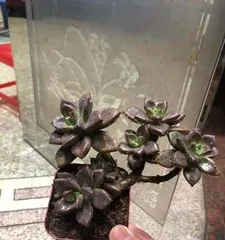 Creating Beautiful Succulent Pots - A Complete Guide to Caring for Echeveria 