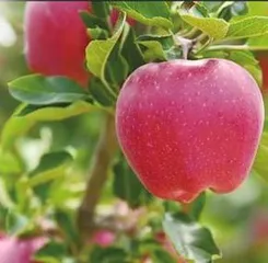 Understanding the varieties, characteristics, and care methods of Haiyu (Understanding the varieties, characteristics, and care methods of Haiyu)2