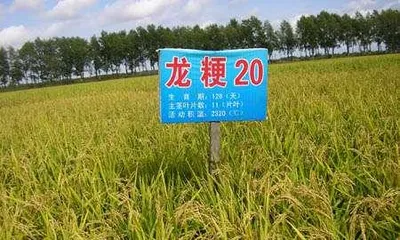 Understanding the varieties, characteristics, and care methods of Haiyu (Understanding the varieties, characteristics, and care methods of Haiyu)3