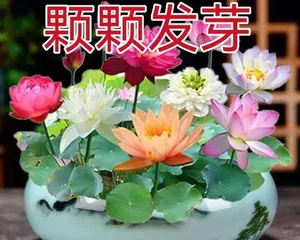 How to care for lotus to make it bloom more? (15 must-know tips for lotus care) 1