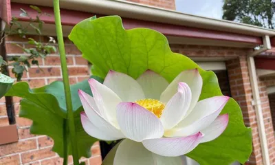 How to care for lotus to make it bloom more? (15 must-know tips for lotus care) 2