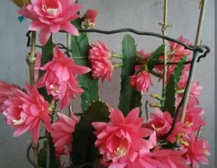 How to care for lotus to make it bloom more? (15 must-know tips for lotus care) 3