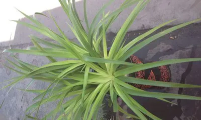 How to Care for Orchids (Home Care Methods to Keep Your Orchids Healthier) 1