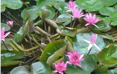 Growing Ginger Lily Indoors? (Growth Characteristics and Care Techniques of Ginger Lily, Key Points for Indoor Gardening) 1