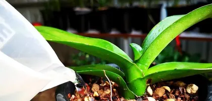 How to Care for Orchids (Home Care Methods to Keep Your Orchids Healthier) 2