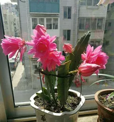 Growing Ginger Lily Indoors? (Growth Characteristics and Care Techniques of Ginger Lily, Key Points for Indoor Gardening) 2