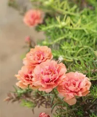 Easy-to-grow flowers—make life better (15 easy-to-grow flowers and their care methods, allowing you to have a garden full of blooming flowers) 1