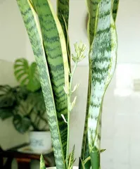 How to Care for Orchids (Home Care Methods to Keep Your Orchids Healthier) 3