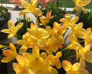 Easy-to-grow flowers—make life better (15 easy-to-grow flowers and their care methods, allowing you to have a garden full of blooming flowers) 2