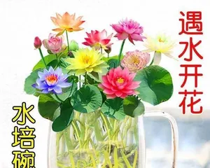 Growing Ginger Lily Indoors? (Growth Characteristics and Care Techniques of Ginger Lily, Key Points for Indoor Gardening) 3