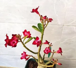 Easy-to-grow flowers—make life better (15 easy-to-grow flowers and their care methods, allowing you to have a garden full of blooming flowers) 3