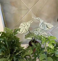 Winter Care Tips for Caladium (Key Points and Precautions for Winter Care) 1