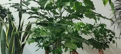 Winter Care Tips for Caladium (Key Points and Precautions for Winter Care) 2