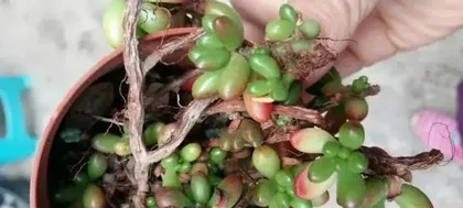 多肉换盆后的浇水频率（养护必备）1