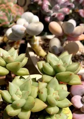 多肉换盆后的浇水频率（养护必备）2