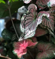 Winter Care Tips for Caladium (Key Points and Precautions for Winter Care) 3