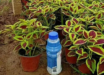 Complete Guide for Overwintering Coleus (Coleus Care Details, Winter Maintenance) 1
