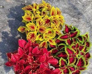 Complete Guide for Overwintering Coleus (Coleus Care Details, Winter Maintenance) 2