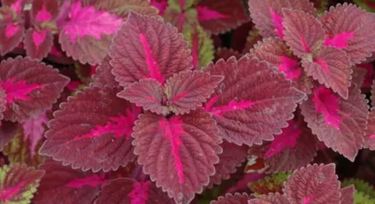 Complete Guide for Overwintering Coleus (Coleus Care Details, Winter Maintenance) 3