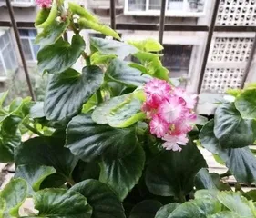 Watering Methods for Four-season Begonias (Care Tips and Precautions for Begonias) 1