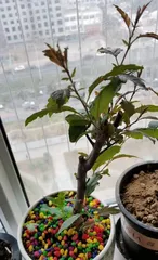 Watering Methods for Four-season Begonias (Care Tips and Precautions for Begonias) 2