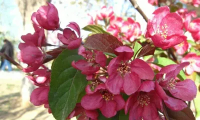 Watering Methods for Four-season Begonias (Care Tips and Precautions for Begonias) 3