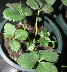 Summer Care for Succulents, Do These Things to Safely Get Through the Summer (Five Key Points for Succulents to Survive the Summer, Must-Know Heatstroke Prevention Techniques) 1